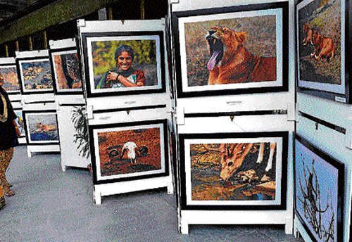 endangered : Photographs of lions in their natural habitat at Gir National Park, on display.