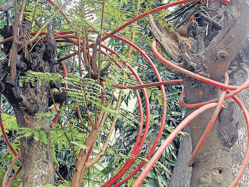 Unauthorised optical fibre cables can be seen even on trees across the City. DH photo