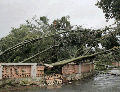 Trees are uprooted at Chhatrapur Circuit house due to turbulent winds of Cyclone Phailin in Chhatrapur, Odisha on Saturday. PTI Photo