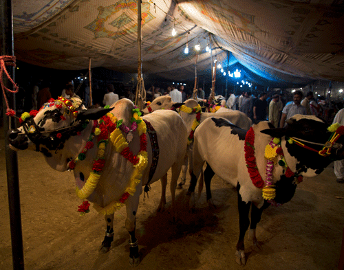 Decorated cattle are on display to attract customers at a make-shift market set up for the upcoming Muslim holiday of Eid al-Adha, or 'Feast of Sacrifice,' in Islamabad, Pakistan, Monday, Oct. 14, 2013. Muslims all over the world celebrate the three-day Eid al-Adha, by sacrificing sheep, goats, cows and camels, to commemorate the Prophet Abraham's readiness to sacrifice his son, Ismail, on God's command. (AP Photo/B.K. Bangash)