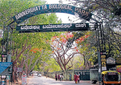Seven nilgais, three sambars and spotted deer and two gaurs have succumbed to the disease at the Bannerghatta  Biological Park till date.