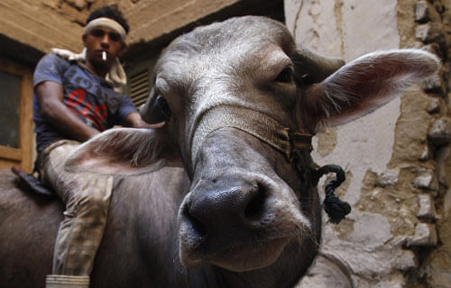 A butcher is seen before slaughtering a cow on the first day of the Eid al-Adha festival in Toukh, El-Kalubia governorate, about 25 km (16 miles) northeast of Cairo, October 15, 2013. Muslims around the world celebrate Eid al-Adha to mark the end of the haj pilgrimage by slaughtering sheep, goats, camels and cows to commemorate Prophet Abraham's willingness to sacrifice his son, Ismail, on God's command. REUTERS