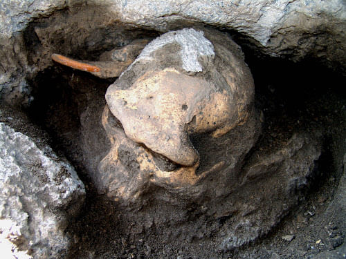 This 2005 photo provided by the journal Science shows a 1.8 million-year-old pre-human skull found in the ground at the medieval village Dmanisi, Georgia. It's the most complete ancient hominid skull found to date, and it is the earliest evidence of human ancestors moving out of Africa and spreading north to the rest of the world, according to a study published Thursday, Oct. 17, 2013, in the journal Science. Next to it is a large rodent tooth for comparison. (AP Photo)