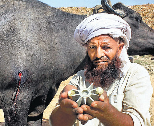 victim of circumstances A man shows part of a shell which was fired from Pakistan side hitting his  home and livestock at a village near the border at the R S Pura Sector  in Jammu and Kashmir on Saturday. PTI