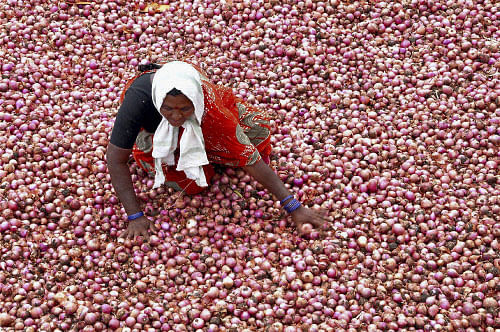 India may import onion to stabilise prices. PTI File Image