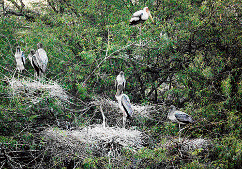 inadequate water Migratory birds have started deserting the Okhla Bird Sanctuary.