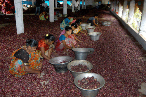 Women sorting onions at a godown on the outskirts of Chennai. PTI photo