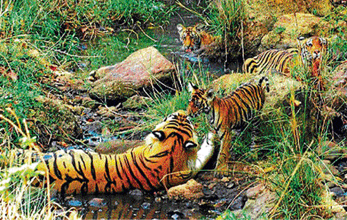 ecology S Nallamuthu's Tiger Dynasty was recently screened at Vatavaran Film Festival.