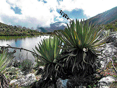 BIO HOTSPOT: Many new species may still be in the process of being formed in Paramos, say scientists.  (courtesy: wikimedia commons)