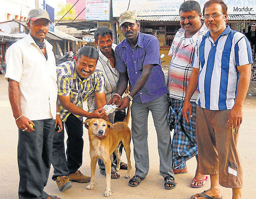 Former TAPCMS president Auto Krishna presents Rs 25,000 to five youths who helped in tracing the two stray dogs, which had gone missing from Kote Beedhi, in Maddur, on Wednesday.