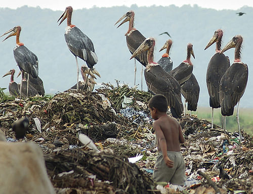 Greater Adjutant Stork, the world's most endangered stork species, has found a secure home to breed in two nondescript villages of Assam's Kamrup district, heralding a new chapter in its conservation. AP