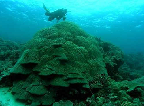 Scientists from Australia and the US have joined hands to initiate a preservation process of the Great Barrier Reef in Queensland, using human fertility techniques of freezing coral sperm in a bank. Reuters File Photo.