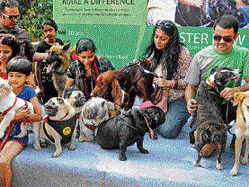 Participants with their dogs at the event.