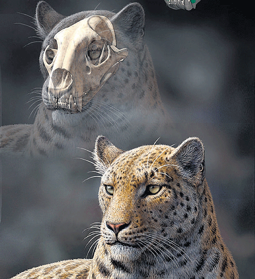 The discovery extends the lineage of the cats by 2 m years. (Illustration: Mauricio Anton via the NYT)