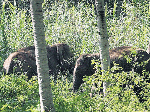 out of home: The herd of eight elephants that camped at a farm on the outskirts of Mysore on Monday. dh photo