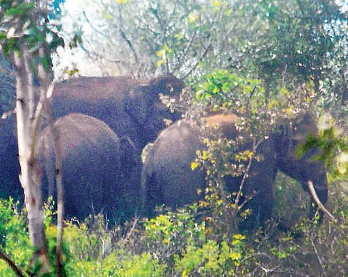 Herd of elephants sent back to forest