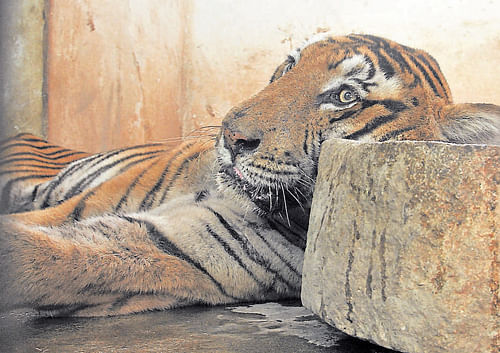 IN&#8200;THE&#8200;BAG: The tiger, which is said to have killed three  people, is under observation at the Chamarajendra  Zoological Gardens in Mysore. dh photo