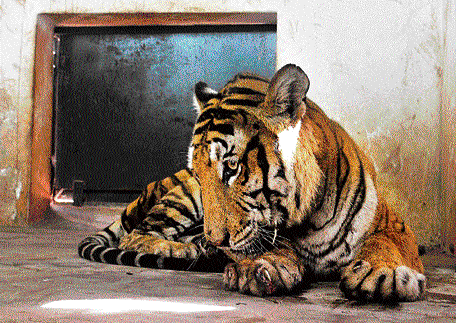 Sedate: Shiva, the man-eater tiger at the Chamarajendra Zoological Gardens in Mysore on Friday. DH photo