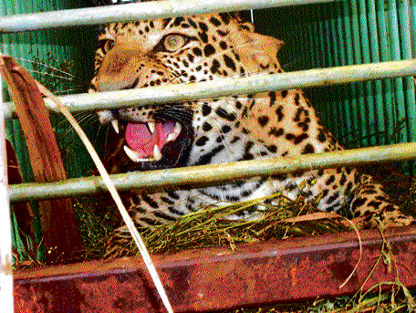 In the net: The leopard caught at Jakkahalli near Sargur in  H D Kote taluk, Mysore district, on Monday. dh photo