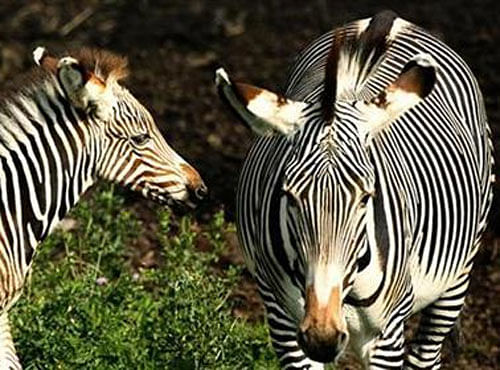 Charles Musyoki, the KWS senior scientist in charge of species, Wednesday said Grevy's zebra is facing a serious risk of extinction in the medium and long term and is now on the brink of being categorised as a critically endangered species. Reuters photo for representation only