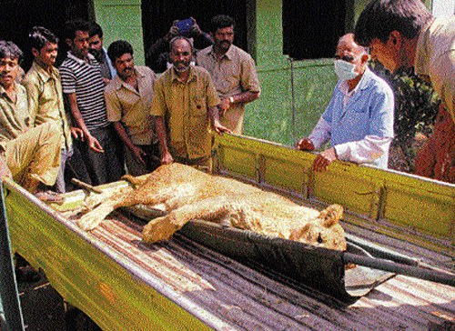 Mighty task: A tranquilised safari lion being shifted at the Bannerghatta Biological Park in Bangalore on Wednesday. DH  Photo/Savitha B R