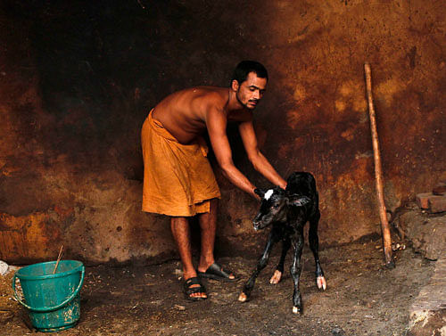 A sadhu tends to a newborn calf at a goushala or a cow shelter in the old quarters of Delhi. Reuters
