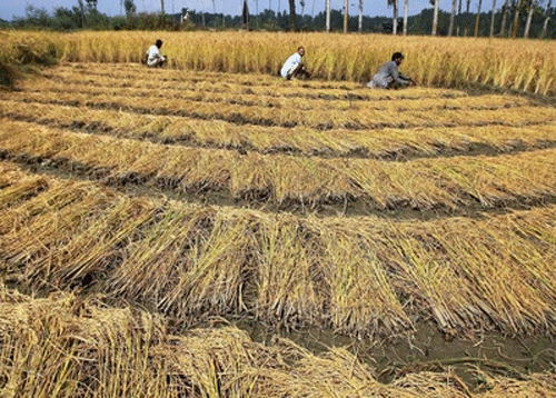 Rice millers across the State have decided to bring down the shutters from Monday, protesting the government's increased levy rice collection target for the current year. PTI File Photo. For Representation Only.