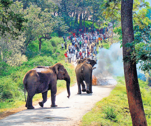 Mammoth task: Elephants being driven to the forest near Ninganakatte in Yellandur taluk on Saturday. DH Photo