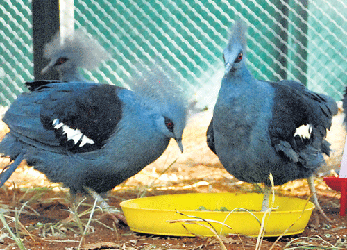 Blue crowned pigeons are the latest attraction at  the Bannerghatta Biological Park.