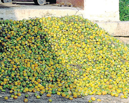 Centre won't classify areca nut  as 'injurious' substance: CM