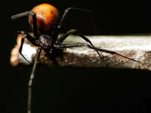 Spiders are not pure meat-eaters. Reuters file image