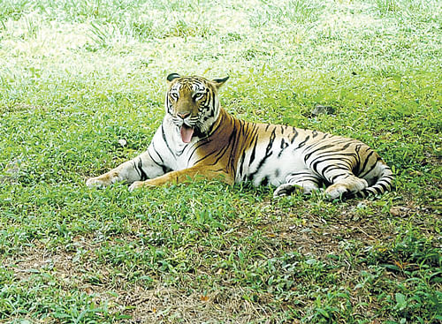 As many as 371 tigers have died in the country in the past five years - 119 of which were victims of poaching, a report published on the National Tiger Conservation&#8200;Authority's (NTCA) website stated. DH Photo