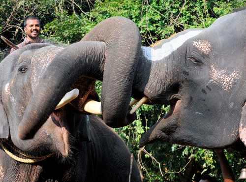 Elephants at the Mettupalayam Rejuvenation Camp for temple elephants in Coimbatore on Thursday. PTI Photo