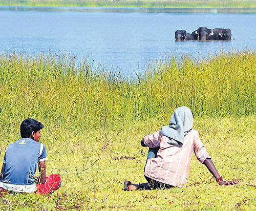 no security: Elephants are seen at a lake near Hairige village in Hunsur taluk, Mysore district on Friday. dh photo