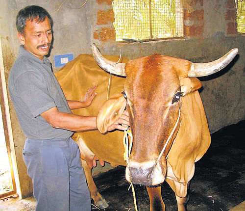 Innovation, grafting helps NR Pura farmer taste success