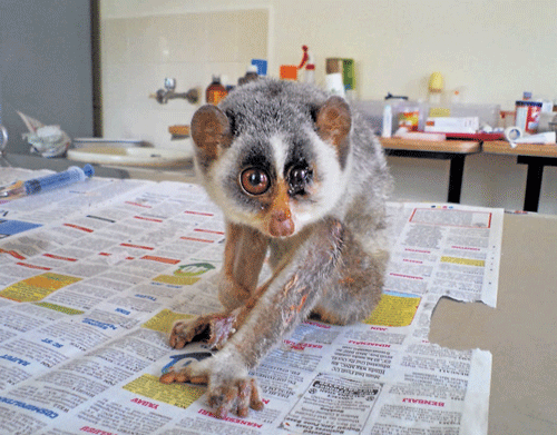 Innocent victim A Slender loris, rescued from Black Magic practioneers, is under treatment at Bannerghatta. DH photo