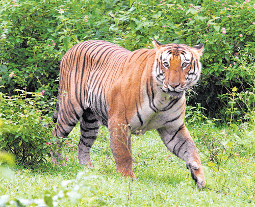 increasing tribe? The sighting of cubs with mother in various forests during this time, according to the officials, indicates the presence of breeding tigers. DH Photo/Chandrashekhar N B