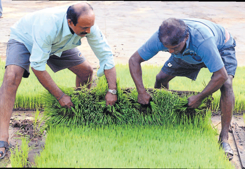 innovation is the key: 'Chape Neji,' a novel method of paddy cultivation.