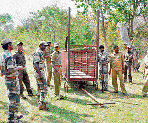 Officials from the Forest department set up a cage to be placed near Maddur colony, Gundlupet taluk, Chamarajanagar district on Saturday, to capture the animal responsible for killing Javaraiah. dh photo