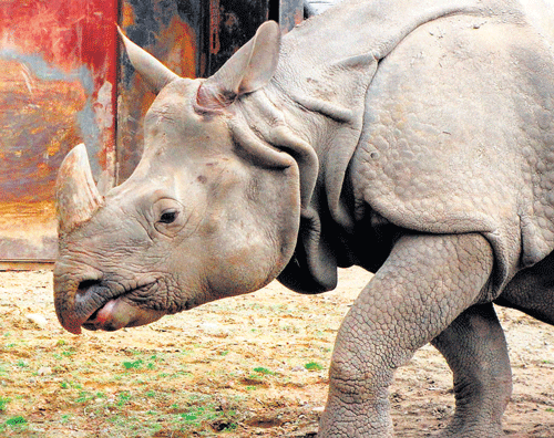 Rhino poaching has become a major problem.