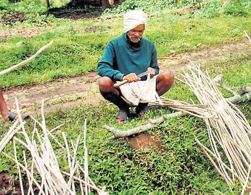 A lantana craftsman at work.