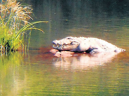 The crocodile that appeared in River Cauvery at Balugodu village, near Kushalnagar, Kodagu district, on Monday. DH Photo