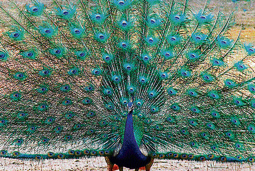 splendid: Peacocks though very few in numbers now, can be spotted at Lodhi Gardens.