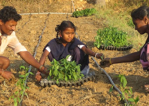 Peter Frykman from California created a pilot study in Tamil Nadu in 2008 for his agricultural start-up, Driptech, which makes affordable, efficient irrigation systems for small-plot farmers. Photo Source: Driptech Website