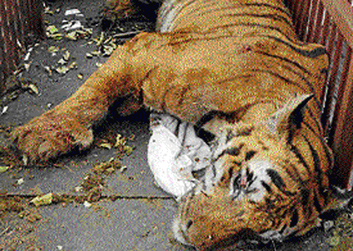 The tiger, suspected to have mauled a Soliga, trapped in  Maddur forest range in the early hours of Thursday. DH&#8200;Photo