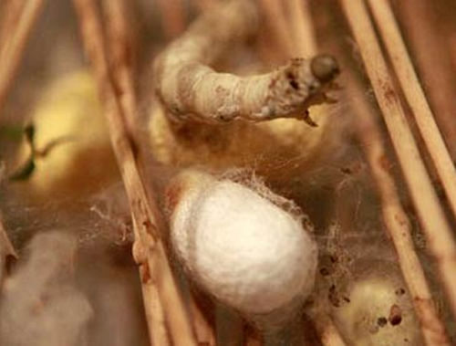 Indian researchers have successfully developed an eco-friendly method to help silkworms spin naturally fluorescent, coloured silk - by feeding them dyed mulberry leaves. Reuters file photo