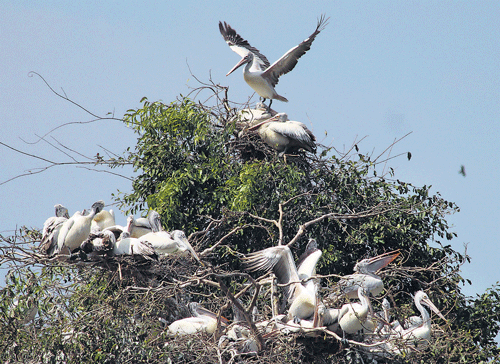 Pelicans are seen nesting at Ranganathittu bird sanctuary in Srirangapatna taluk, Mandya district. DH Photo/ Nalini B
