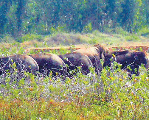 'Seal forest exit points to prevent jumbos from straying'