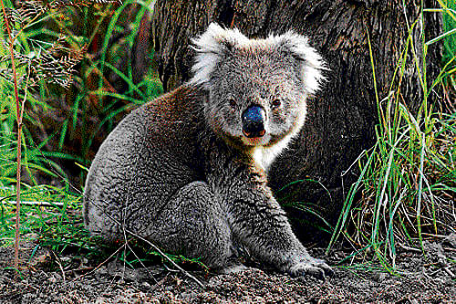 Alpha voice: Male koalas produce deep-bass notes.