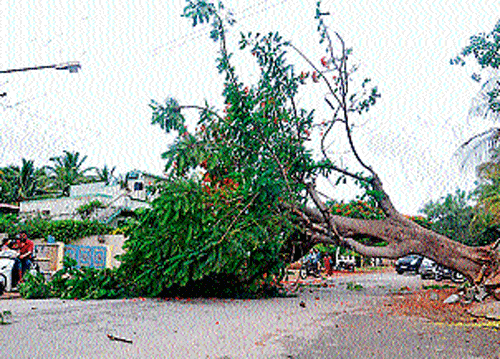 File photo of tree fall in prominant localities, in Mysore, last year.